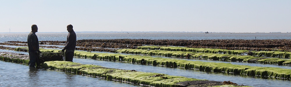 aquavite-shooting-ostreicole-1