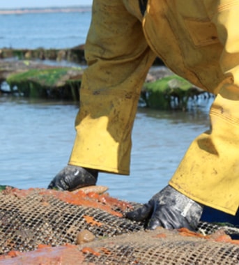 aquavitex-photo-ostreiculture